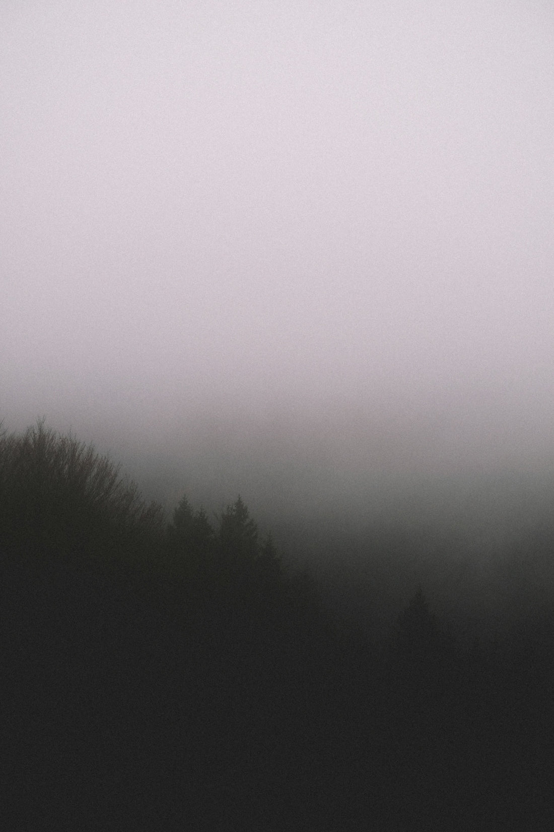 silhouette of trees with fog
