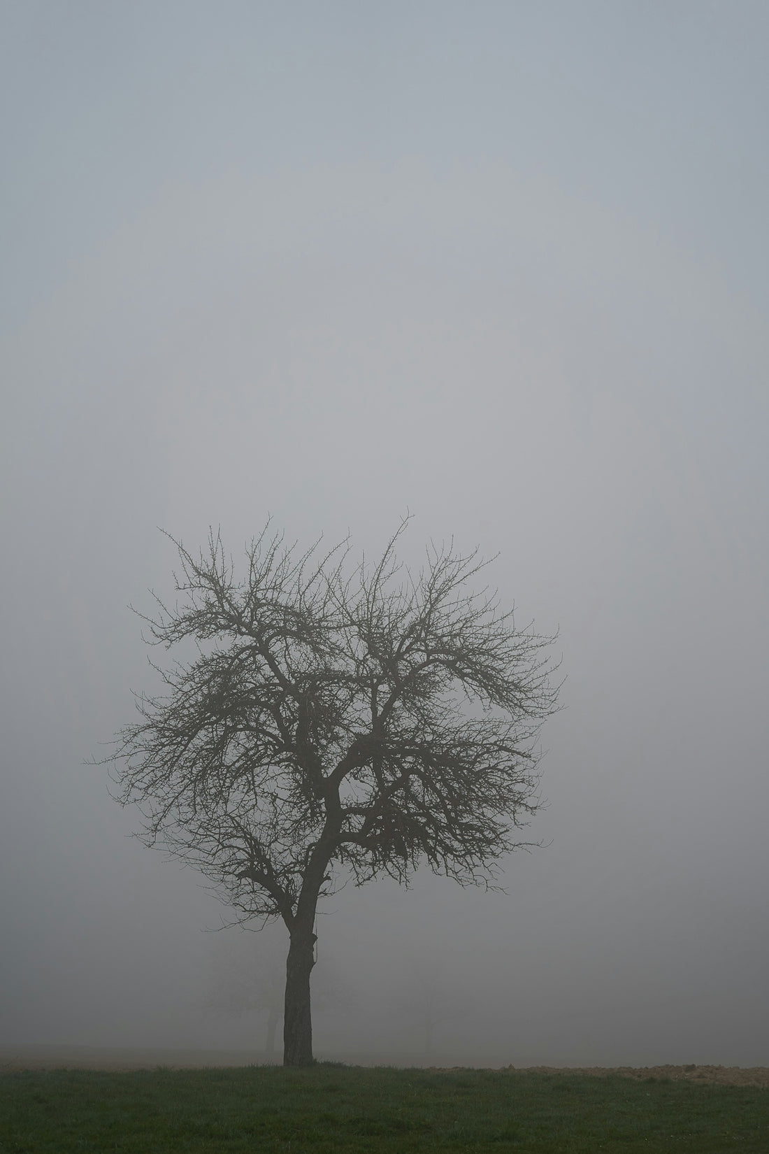 a lone tree in a field on a foggy day