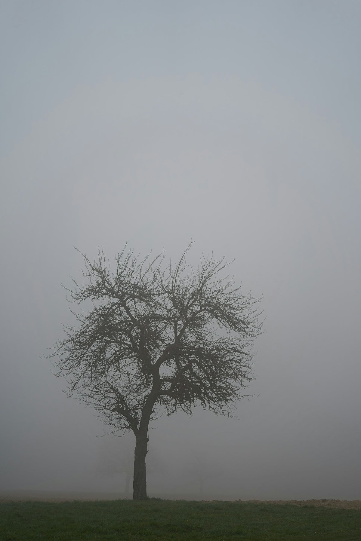 a lone tree in a field on a foggy day