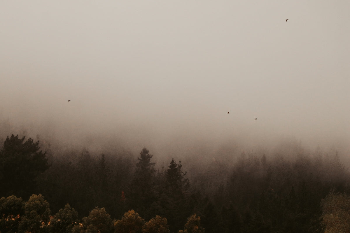 green trees under foggy weather