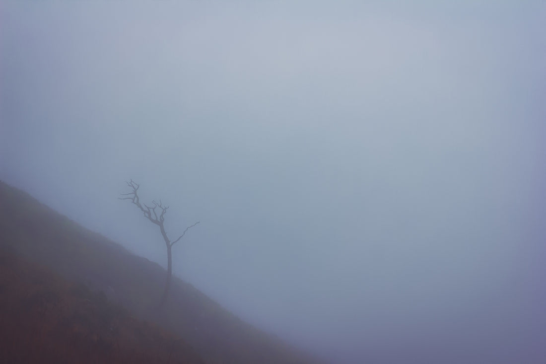 a lone tree on a hill in the fog
