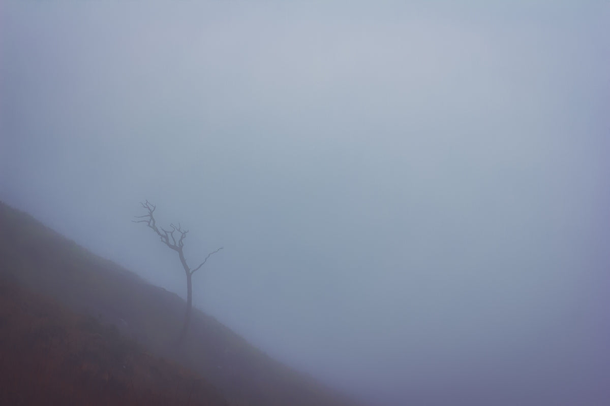 a lone tree on a hill in the fog