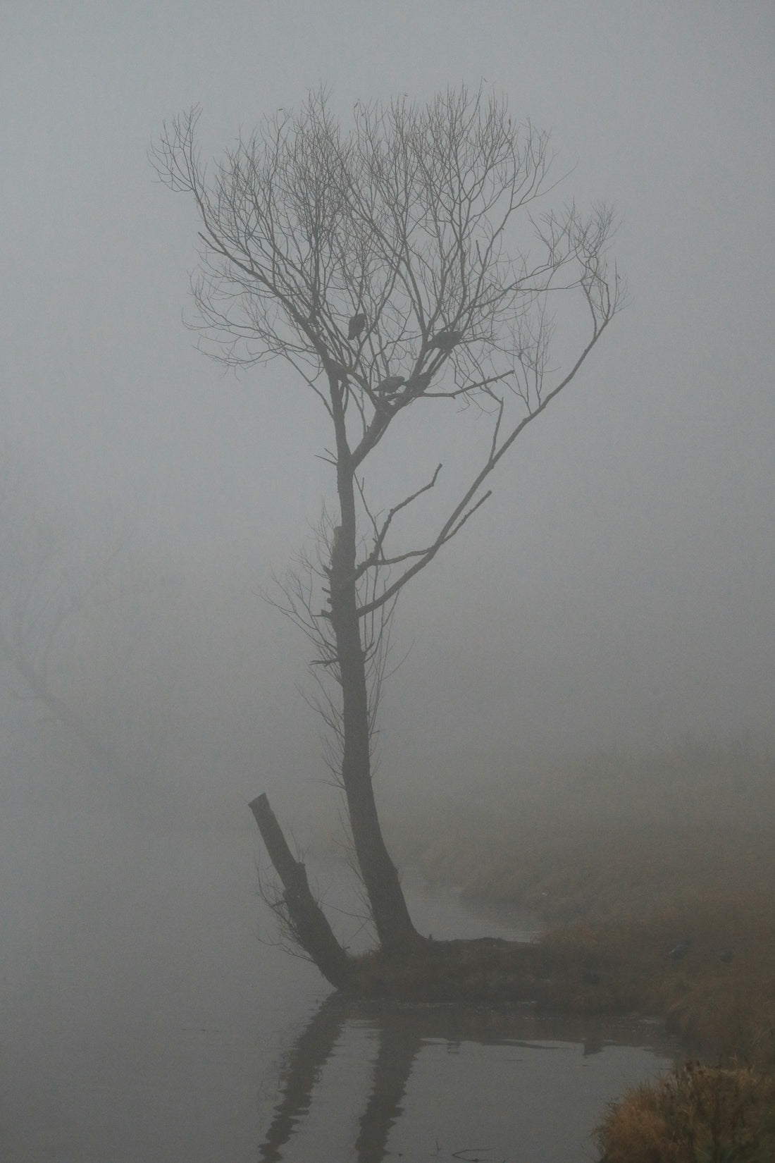a lone tree in the middle of a lake on a foggy day