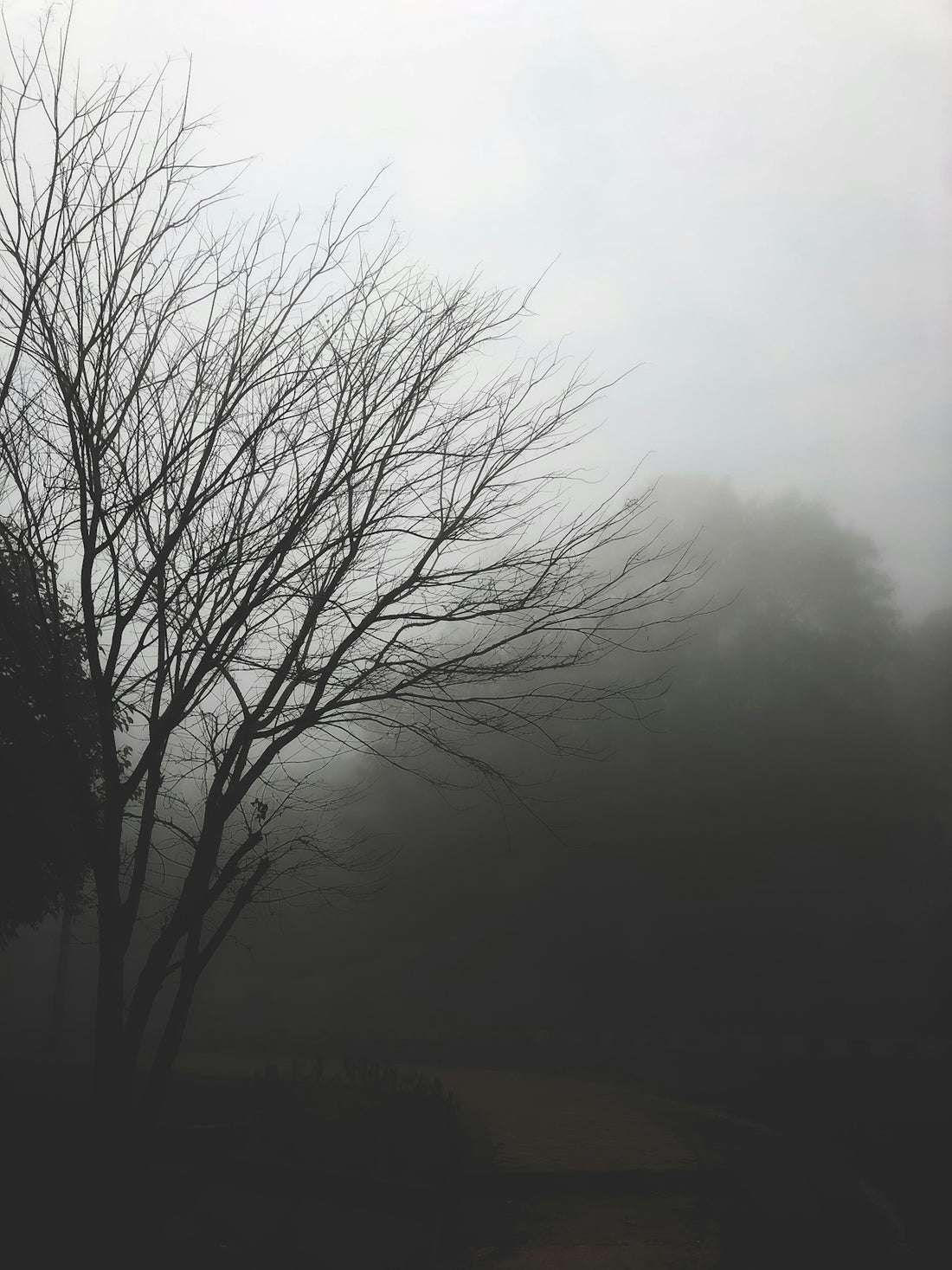 a tree with no leaves in the fog
