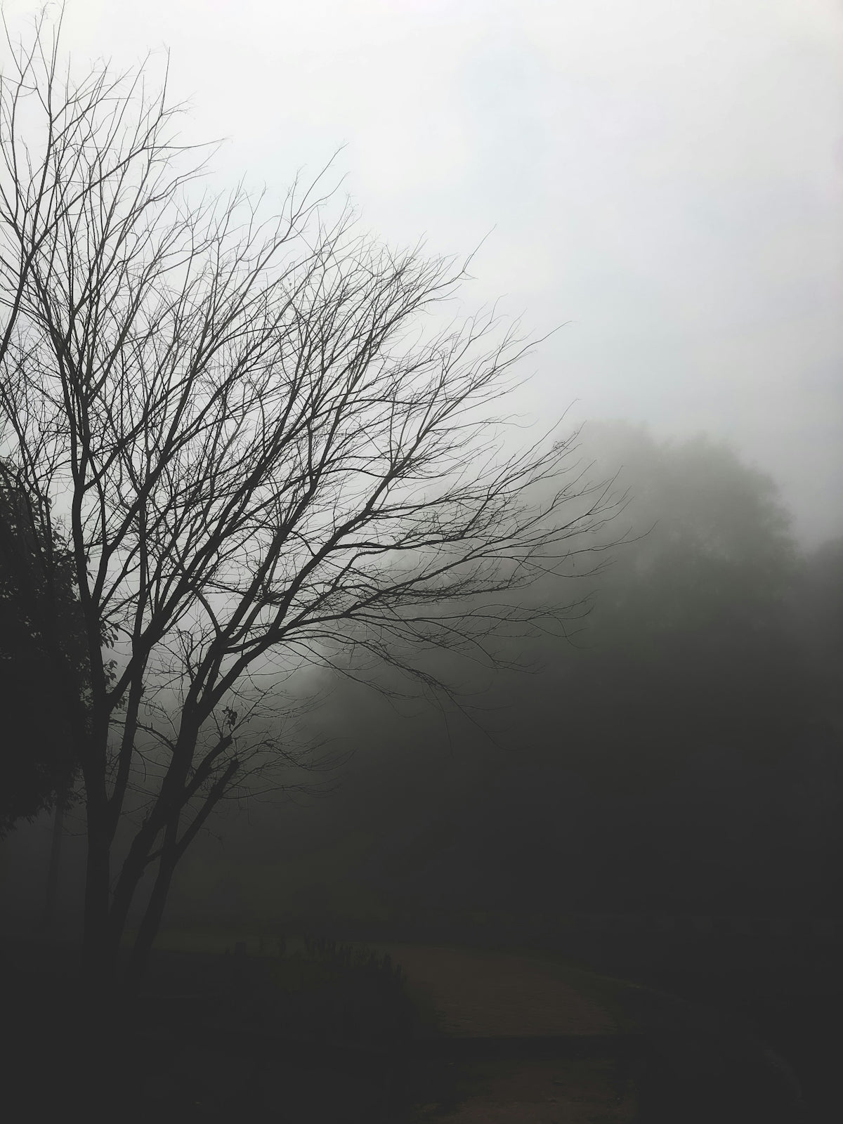 a tree with no leaves in the fog
