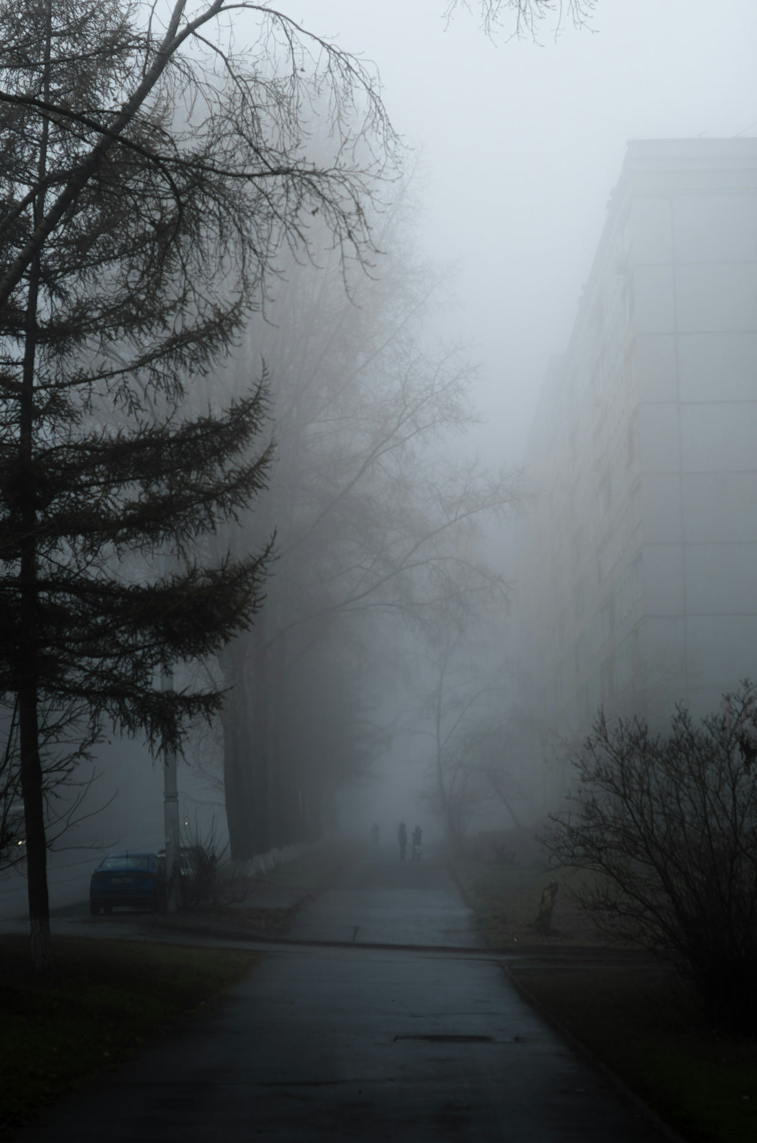 a foggy street with trees and cars