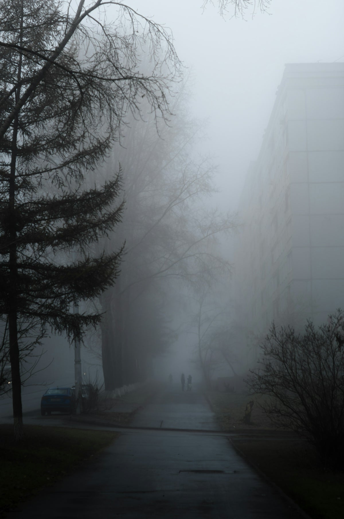 a foggy street with trees and cars