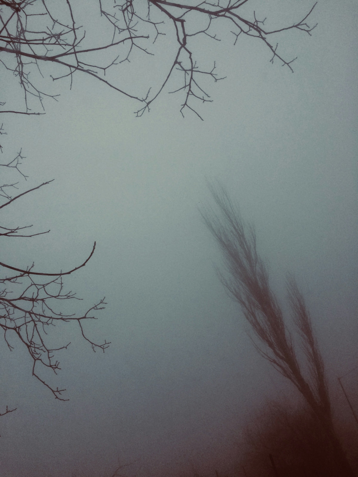 a foggy sky with a tree branch in the foreground