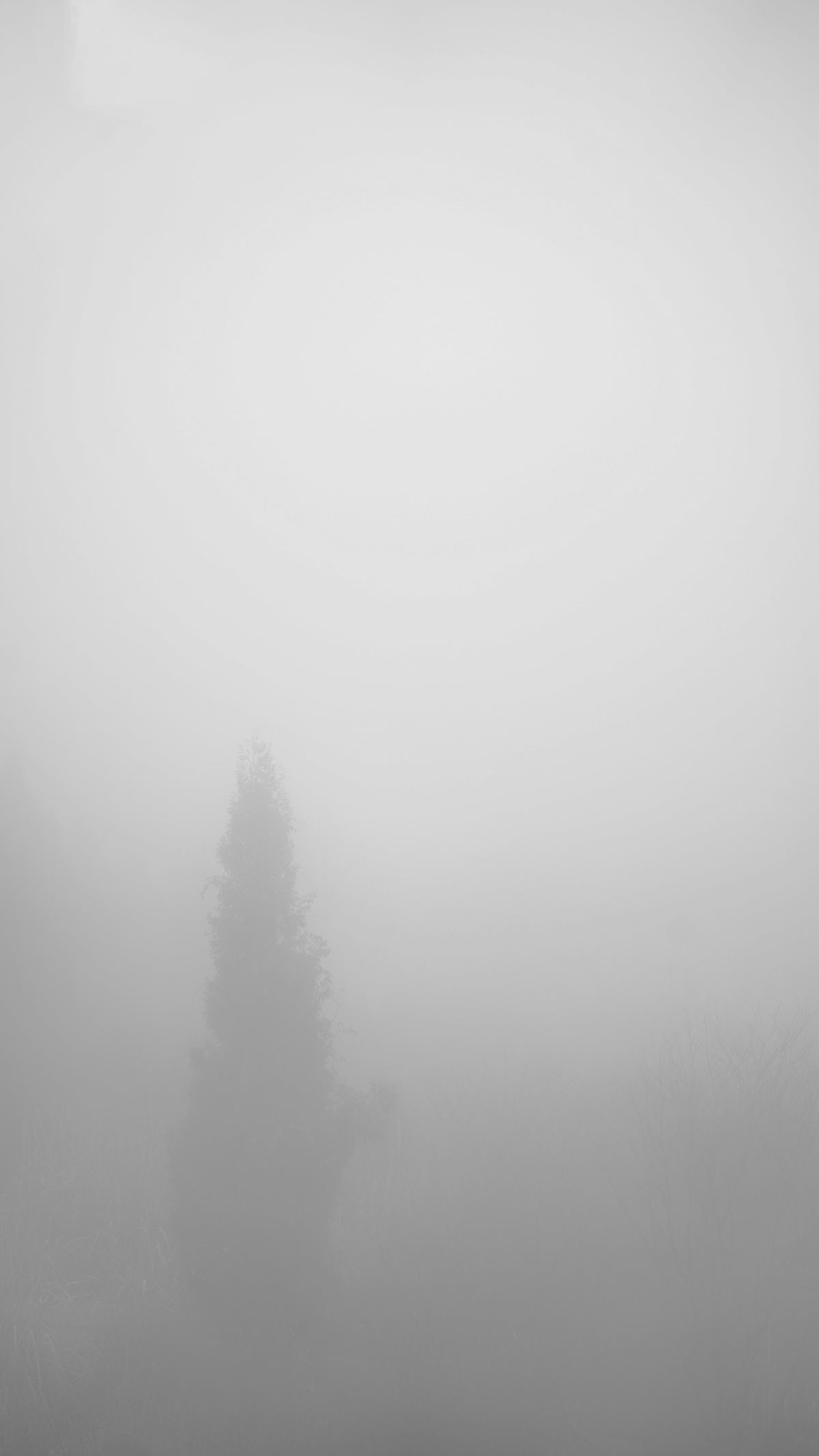 a black and white photo of a foggy field