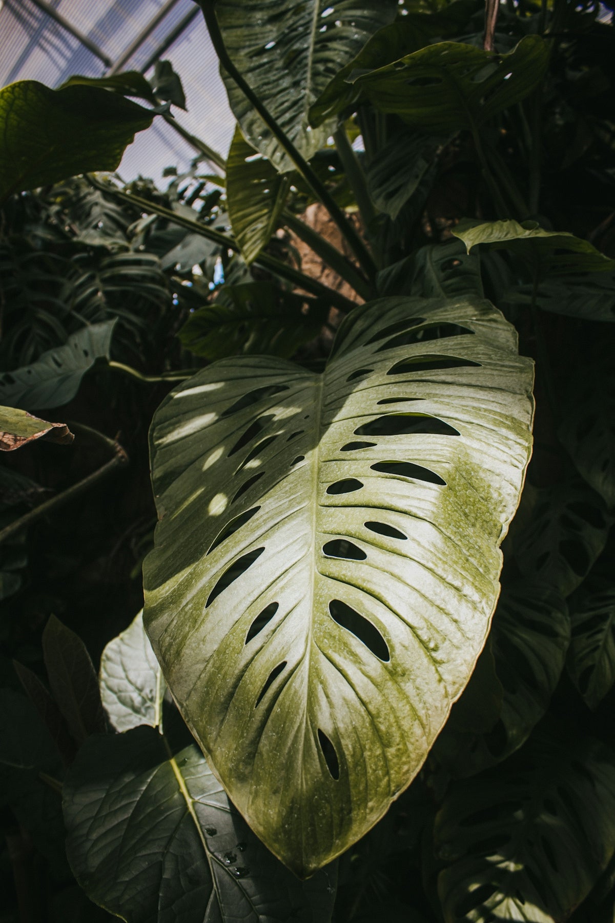 a large green leaf with holes in it