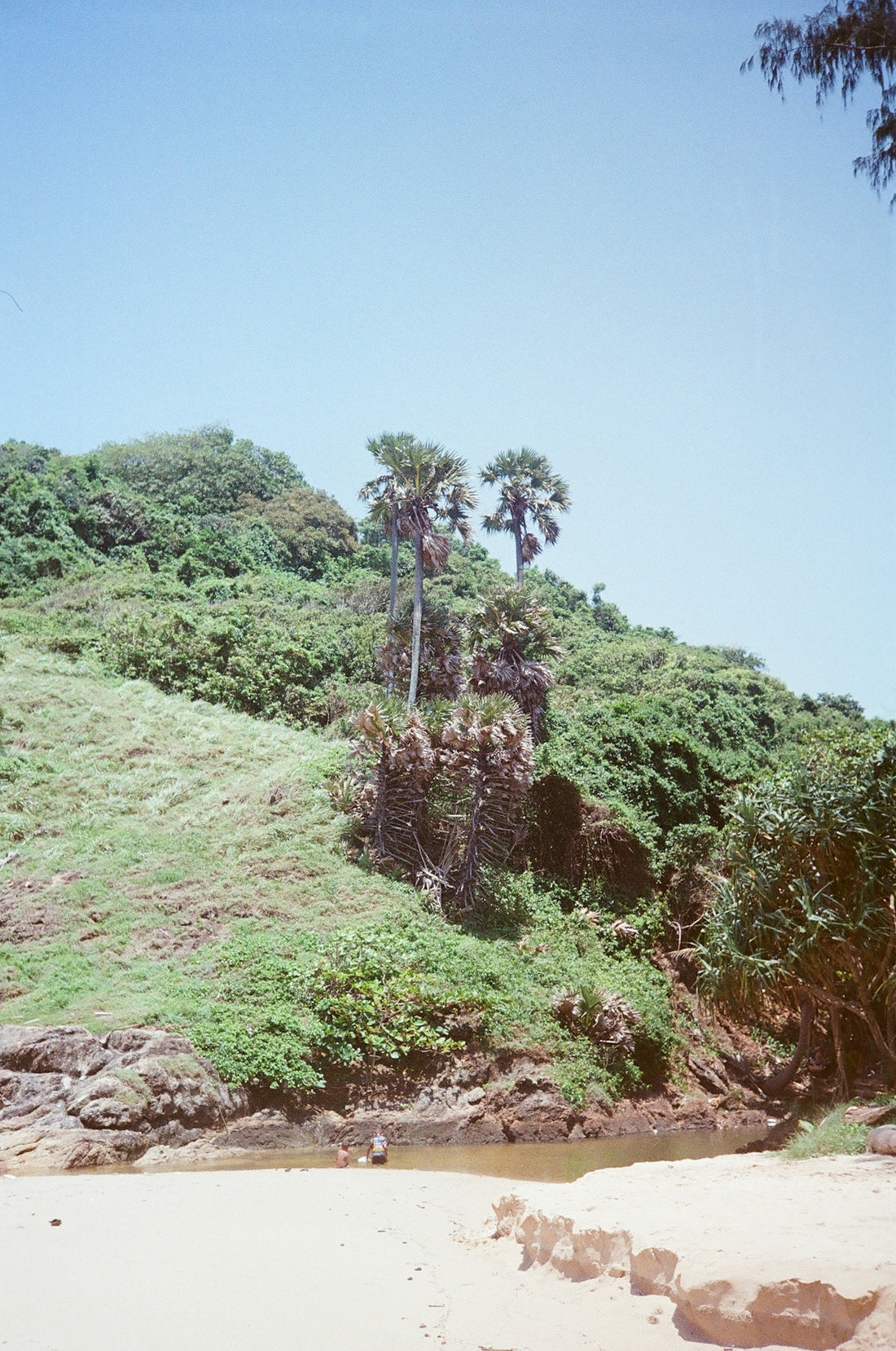 a grassy hill with trees on top of it