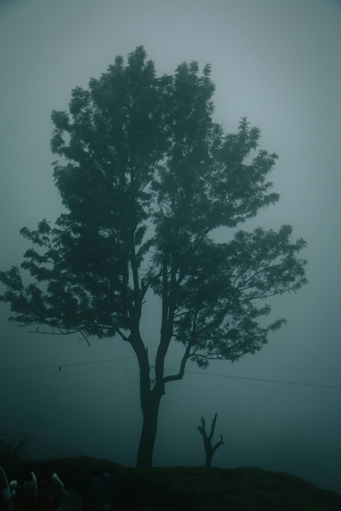 a tree in the fog on a hill
