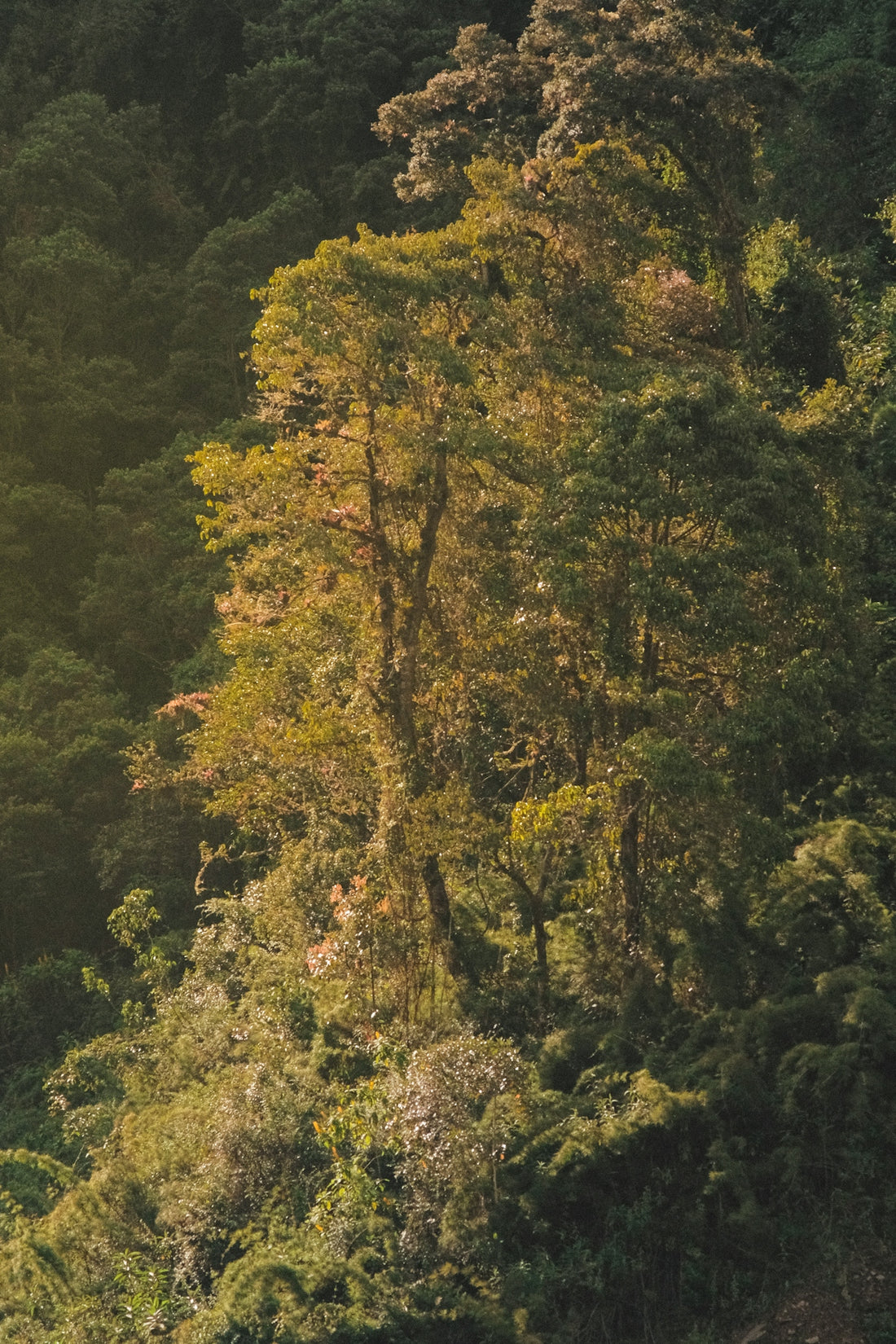 A herd of sheep grazing on a lush green hillside