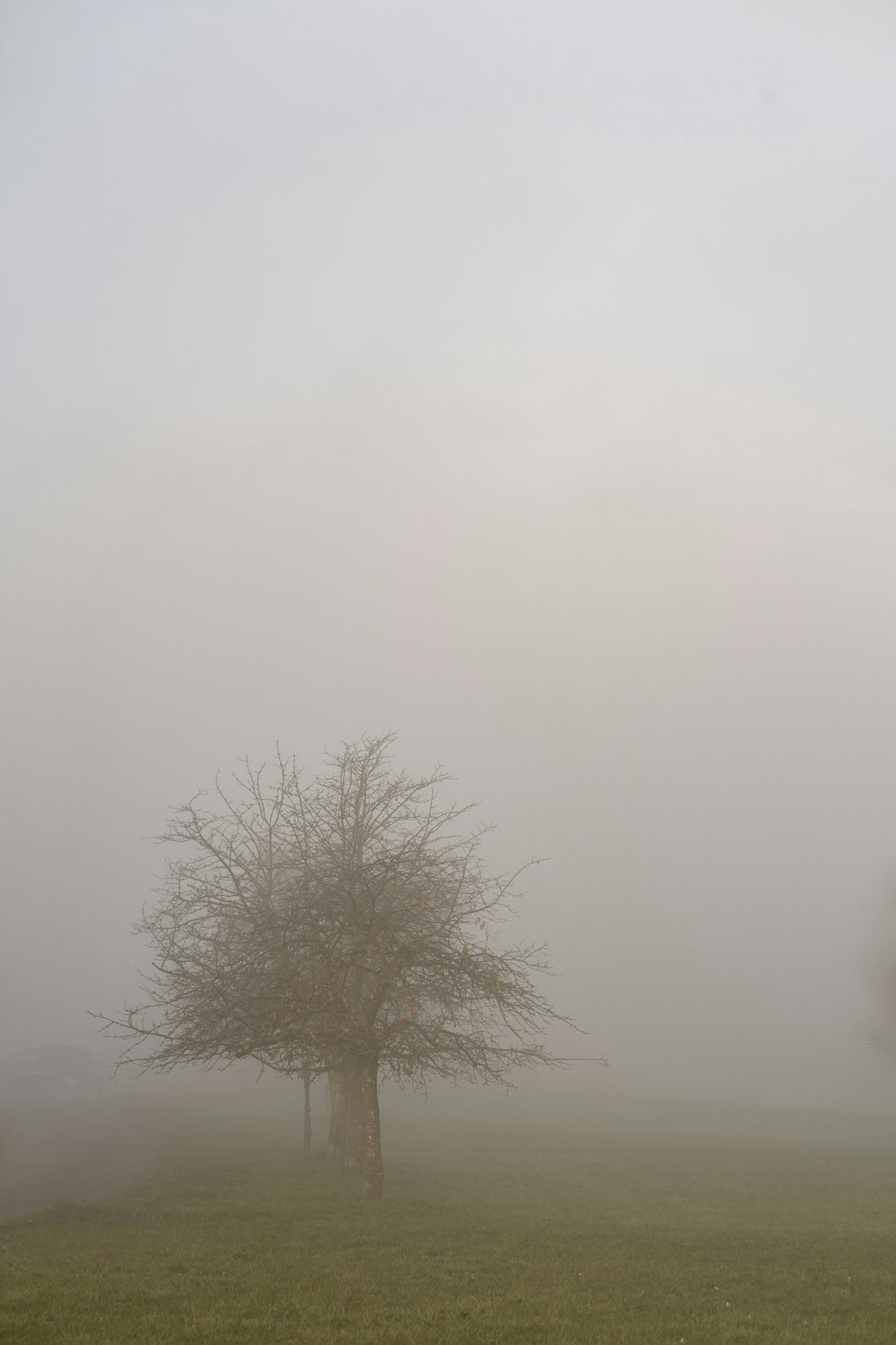 A foggy field with two trees in the distance