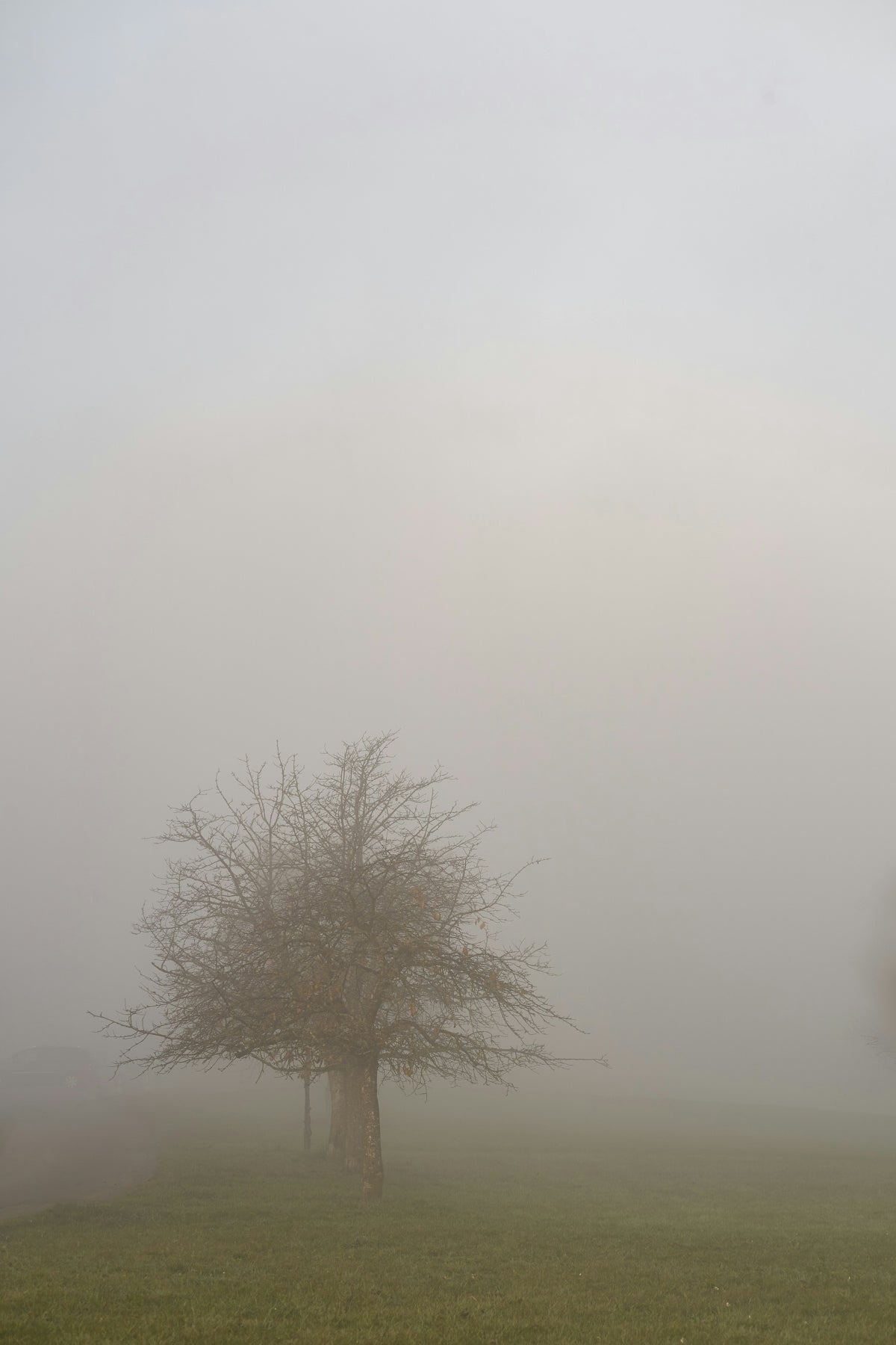 A foggy field with two trees in the distance