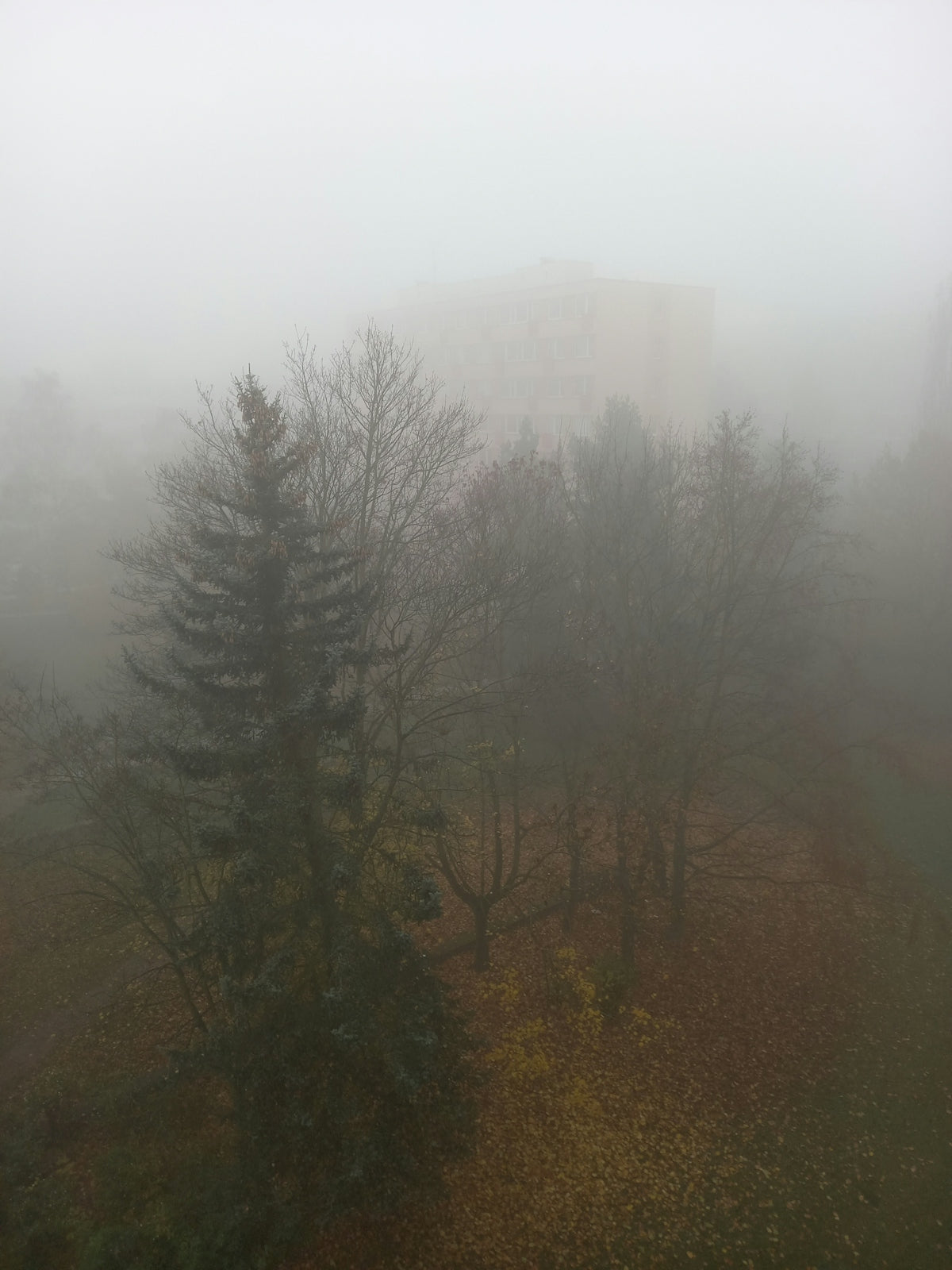 A foggy forest filled with lots of trees