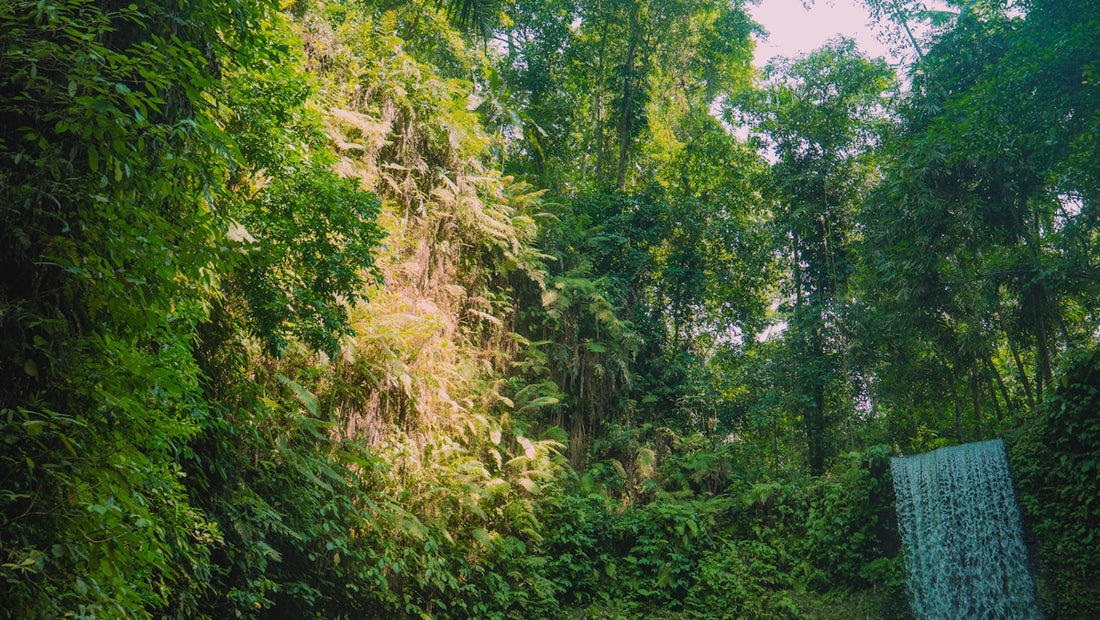 Lush, green forest with a small waterfall.