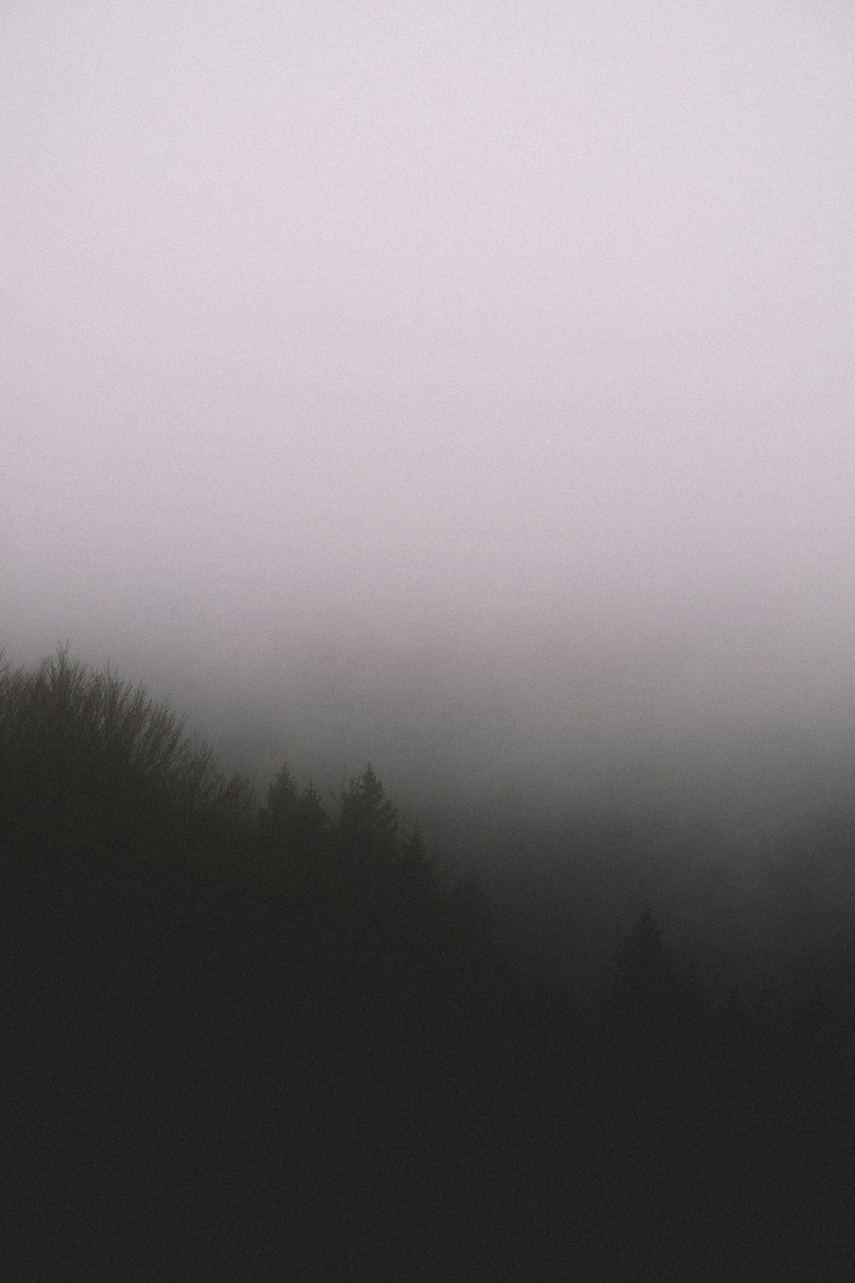 silhouette of trees with fog