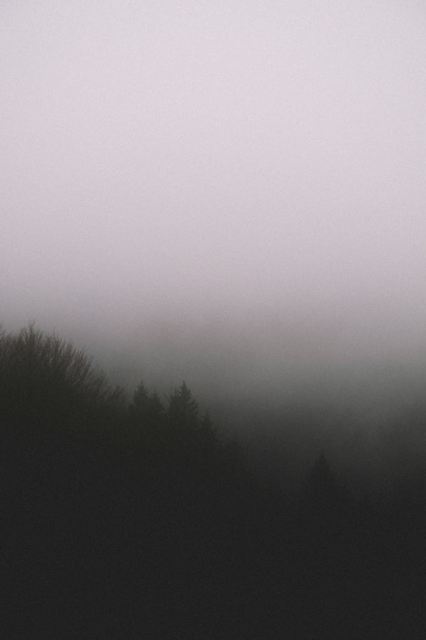 silhouette of trees with fog