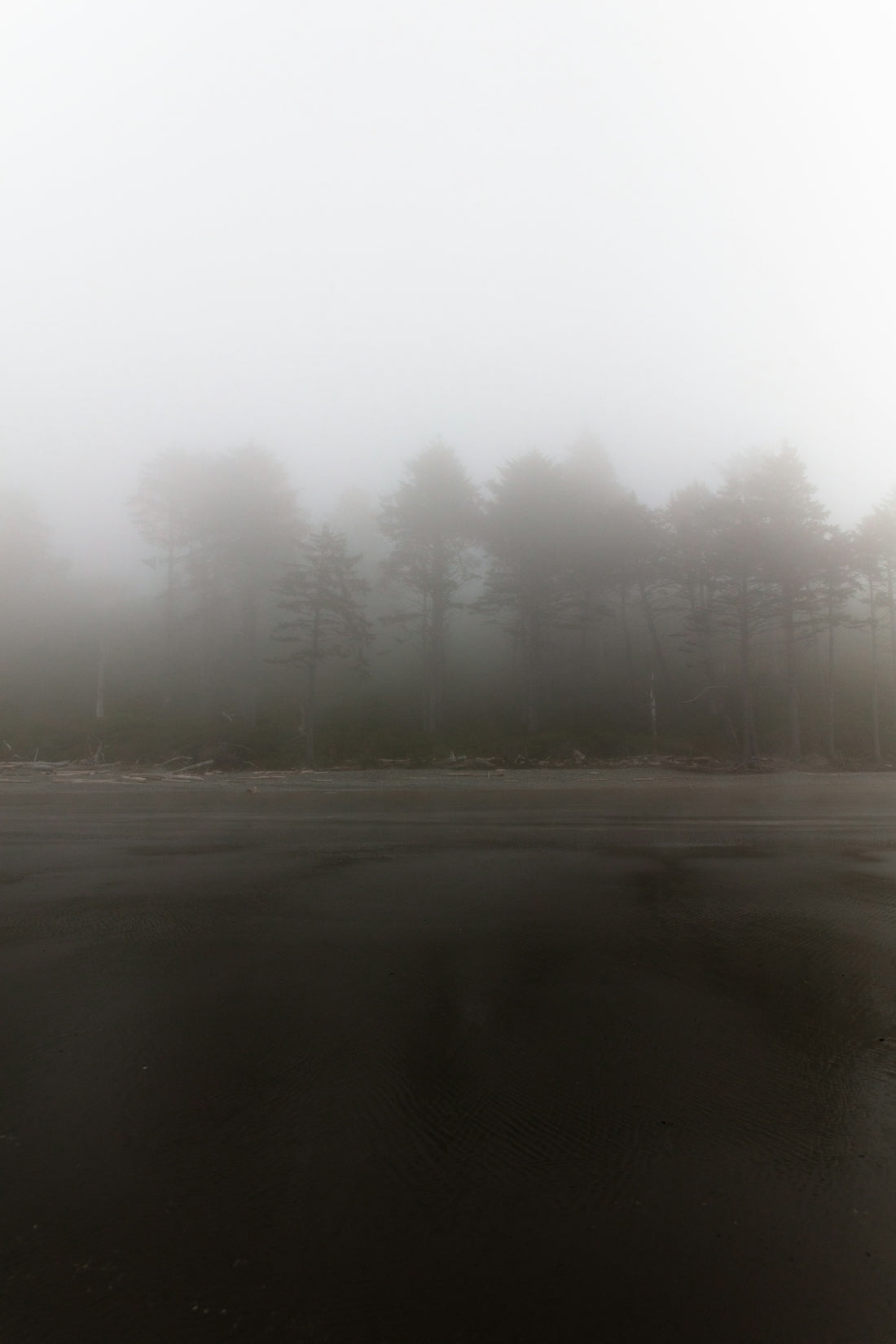 trees and road covered with fogs