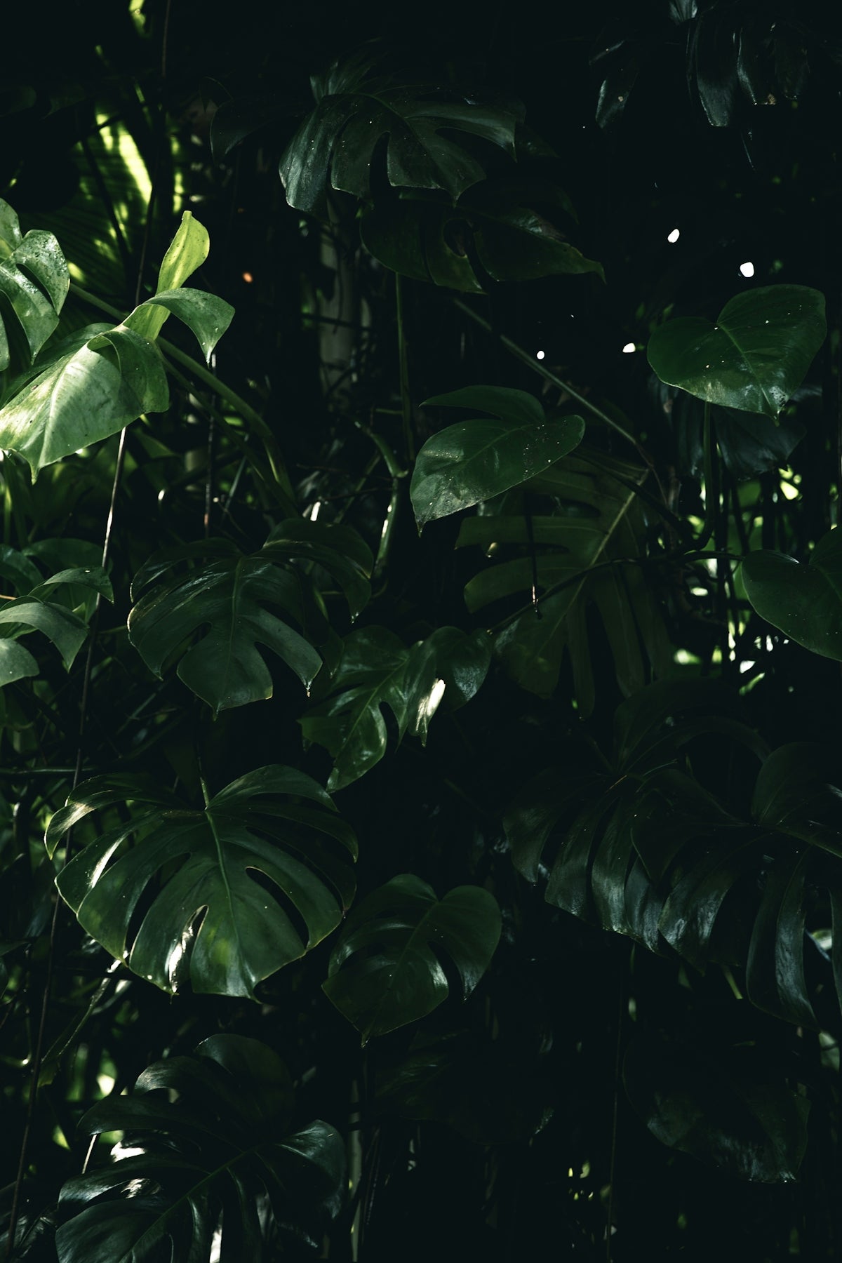 green plant