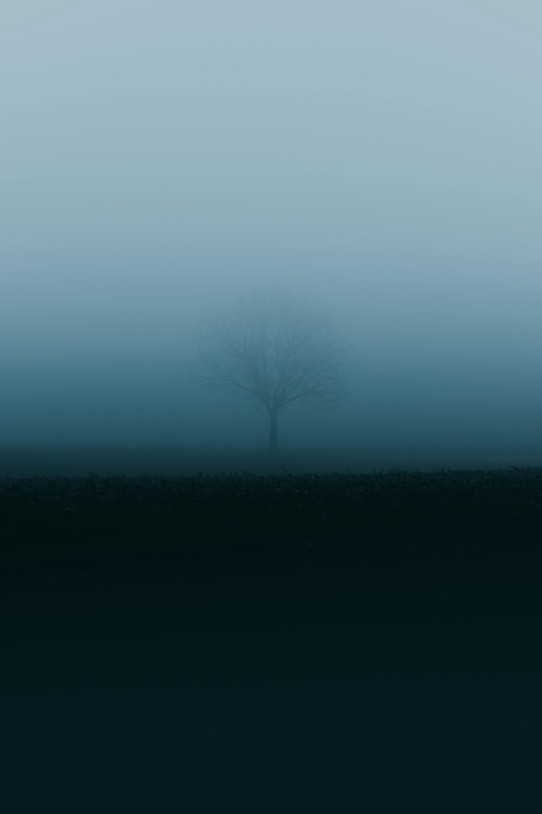 a lone tree in the middle of a foggy field