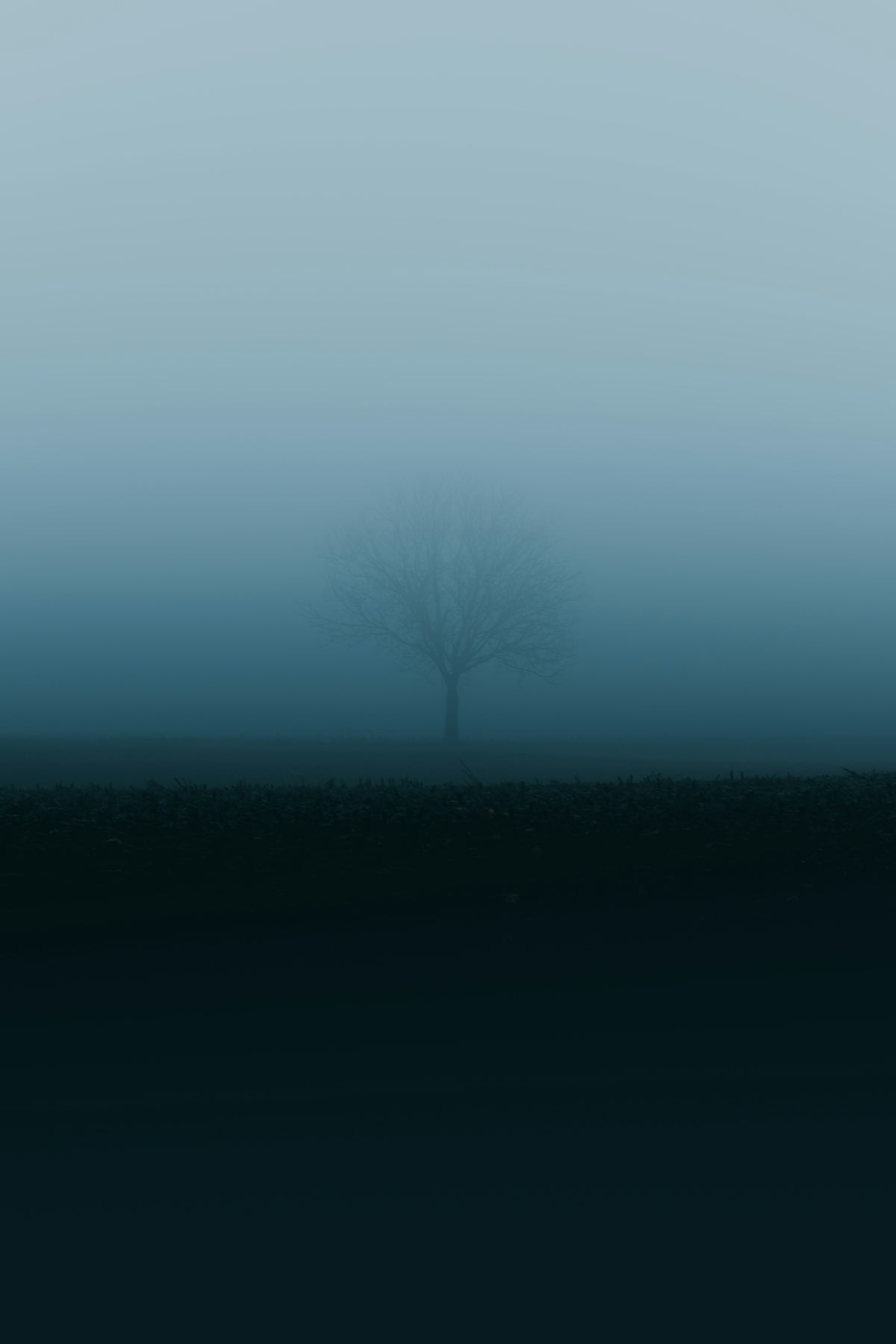 a lone tree in the middle of a foggy field