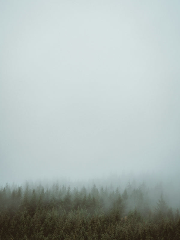 green trees covered by fog