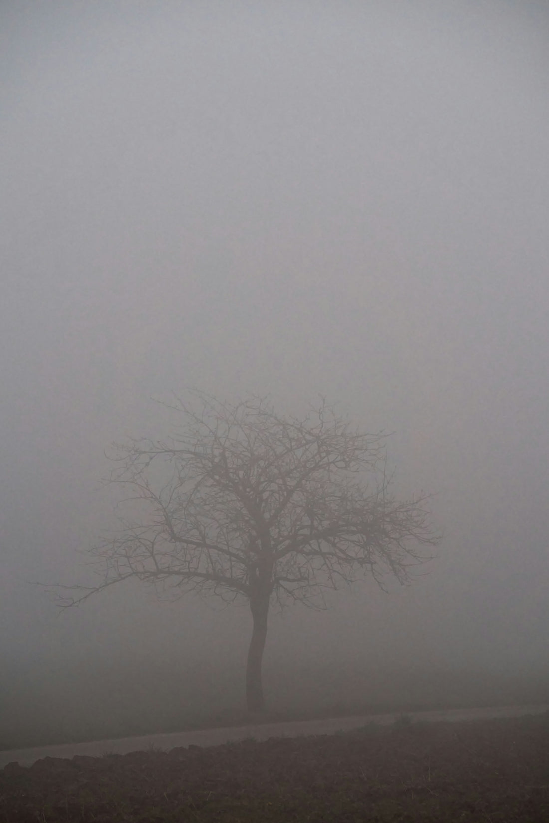 a lone tree in the middle of a foggy field