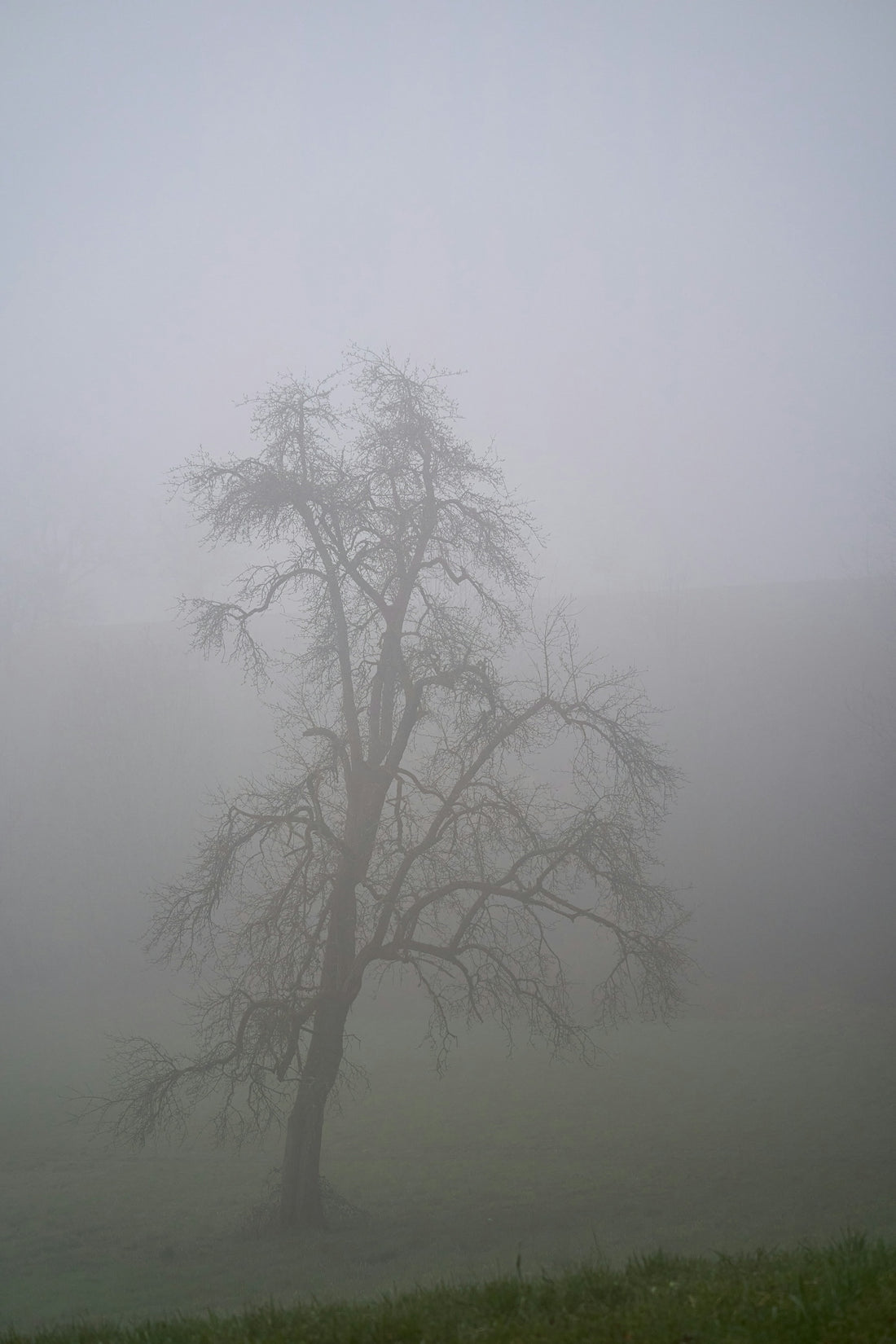 leafless tree covered with fog