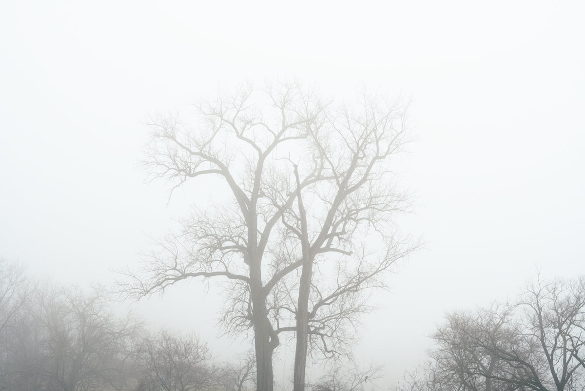 a foggy field with a lone tree in the foreground