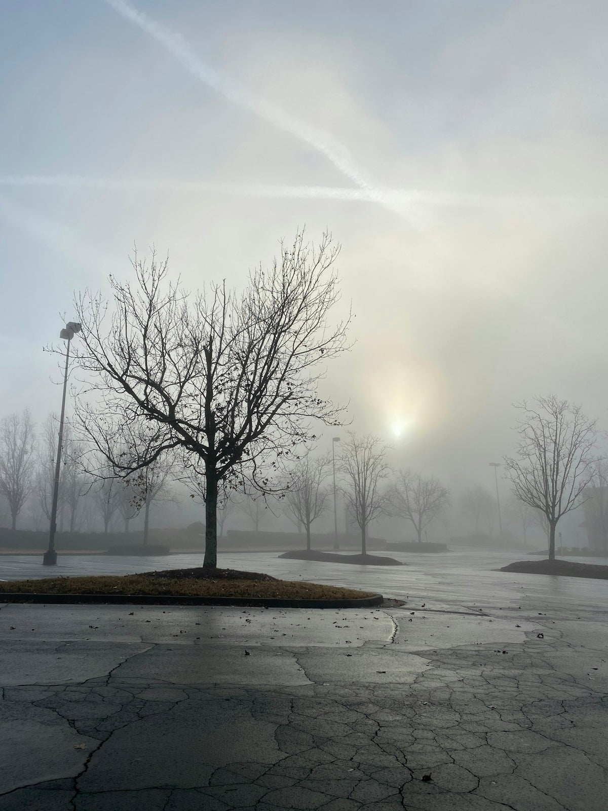 a tree in the middle of a parking lot on a foggy day