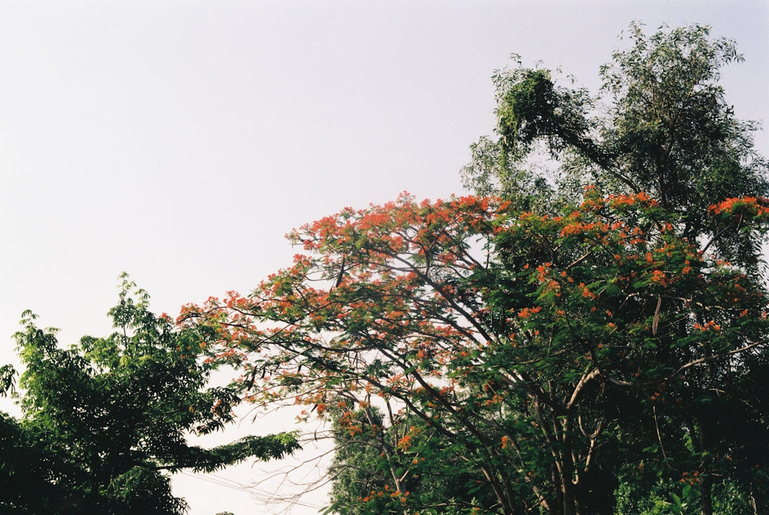 a group of trees with orange leaves