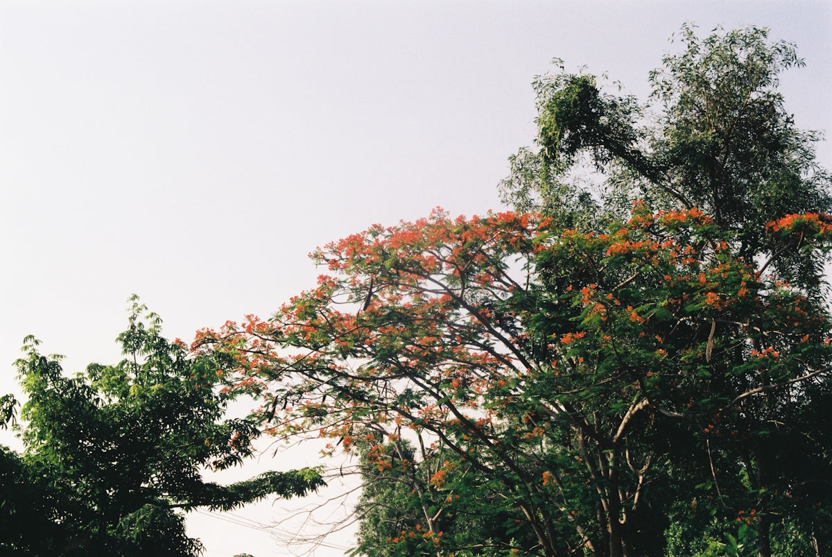 a group of trees with orange leaves