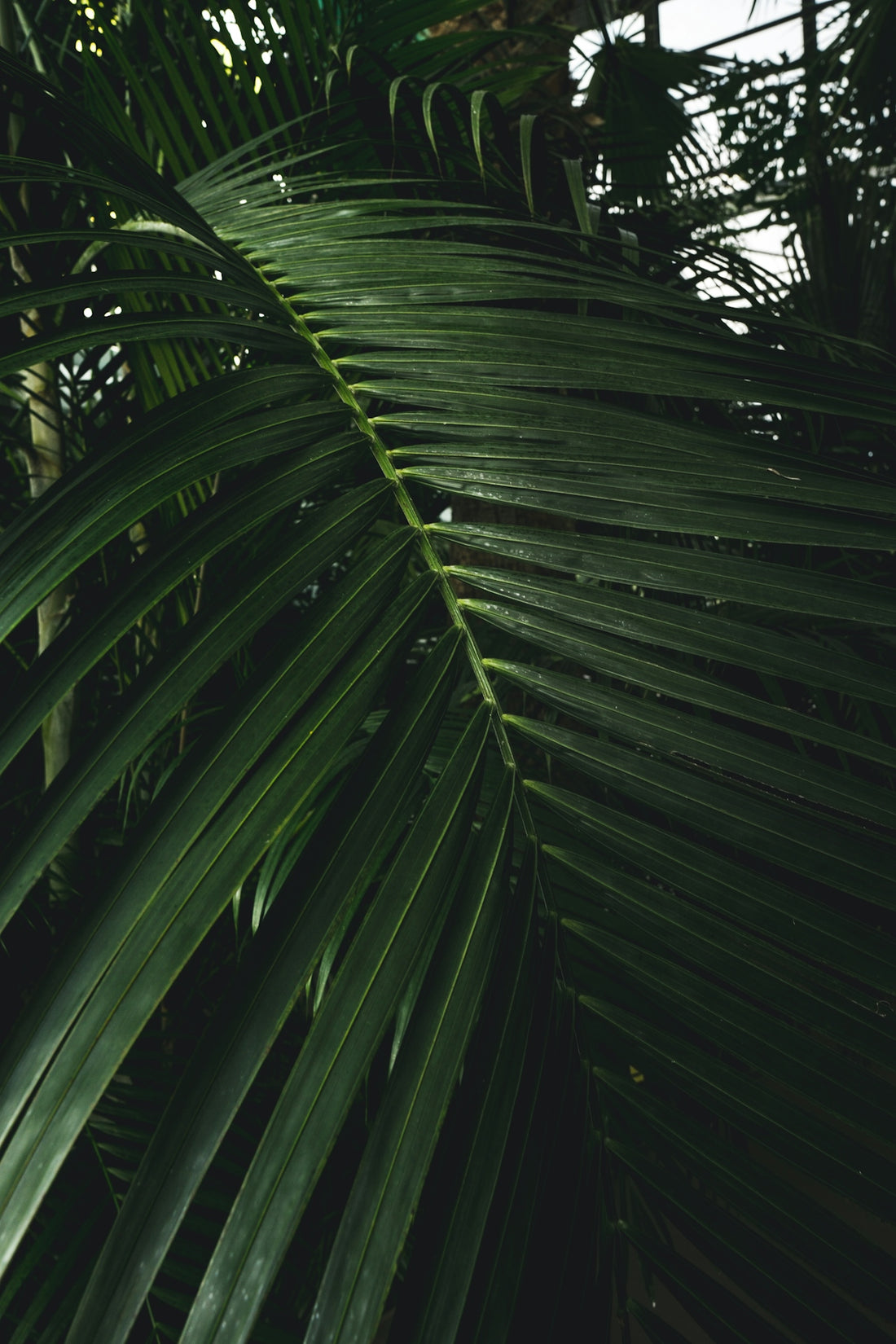 a close up of a plant