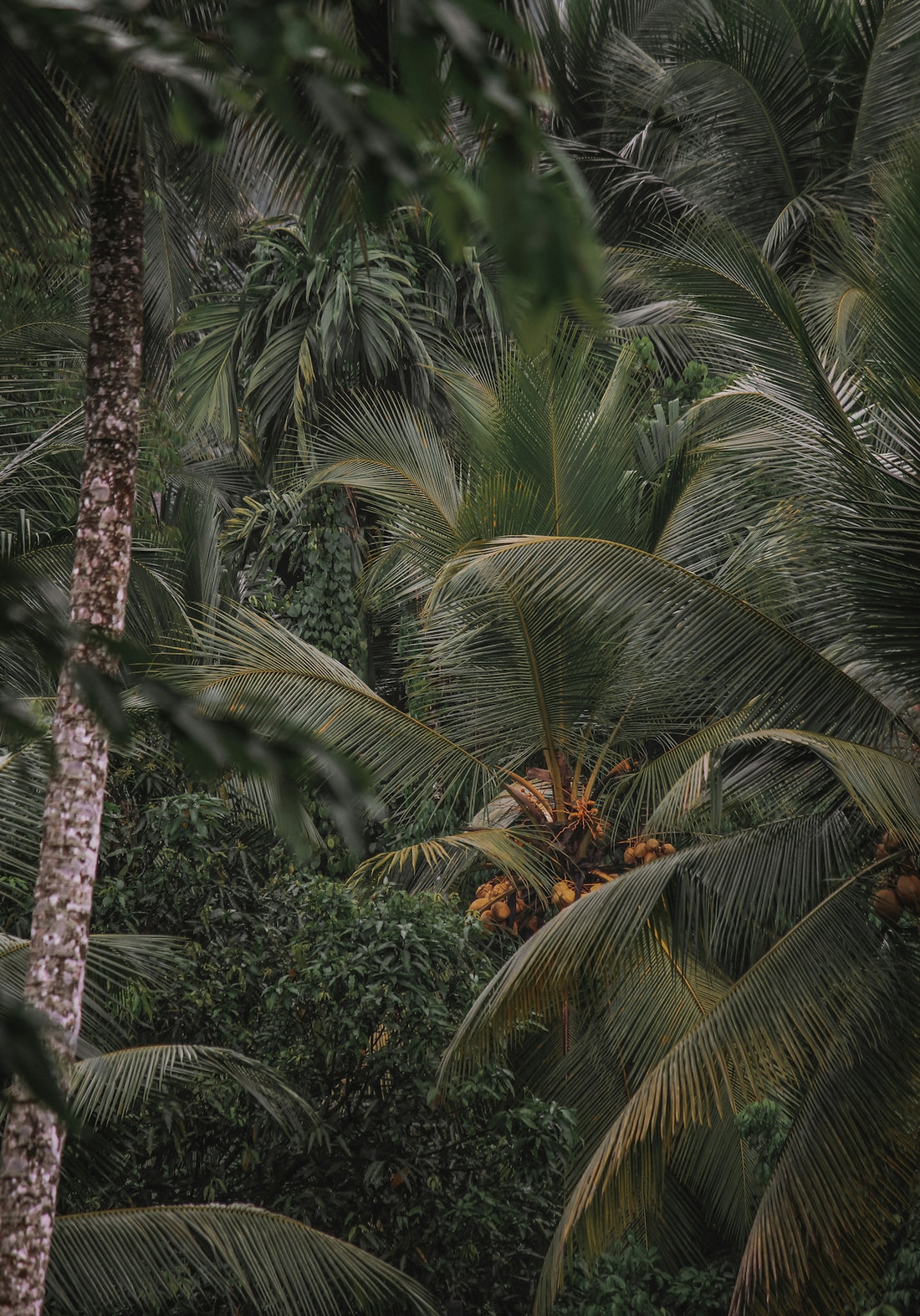 a group of palm trees