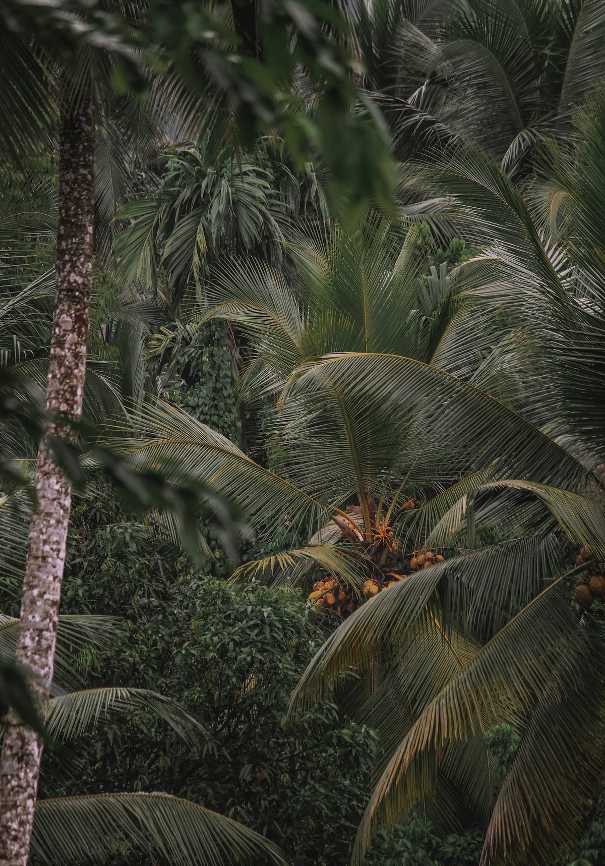 a group of palm trees
