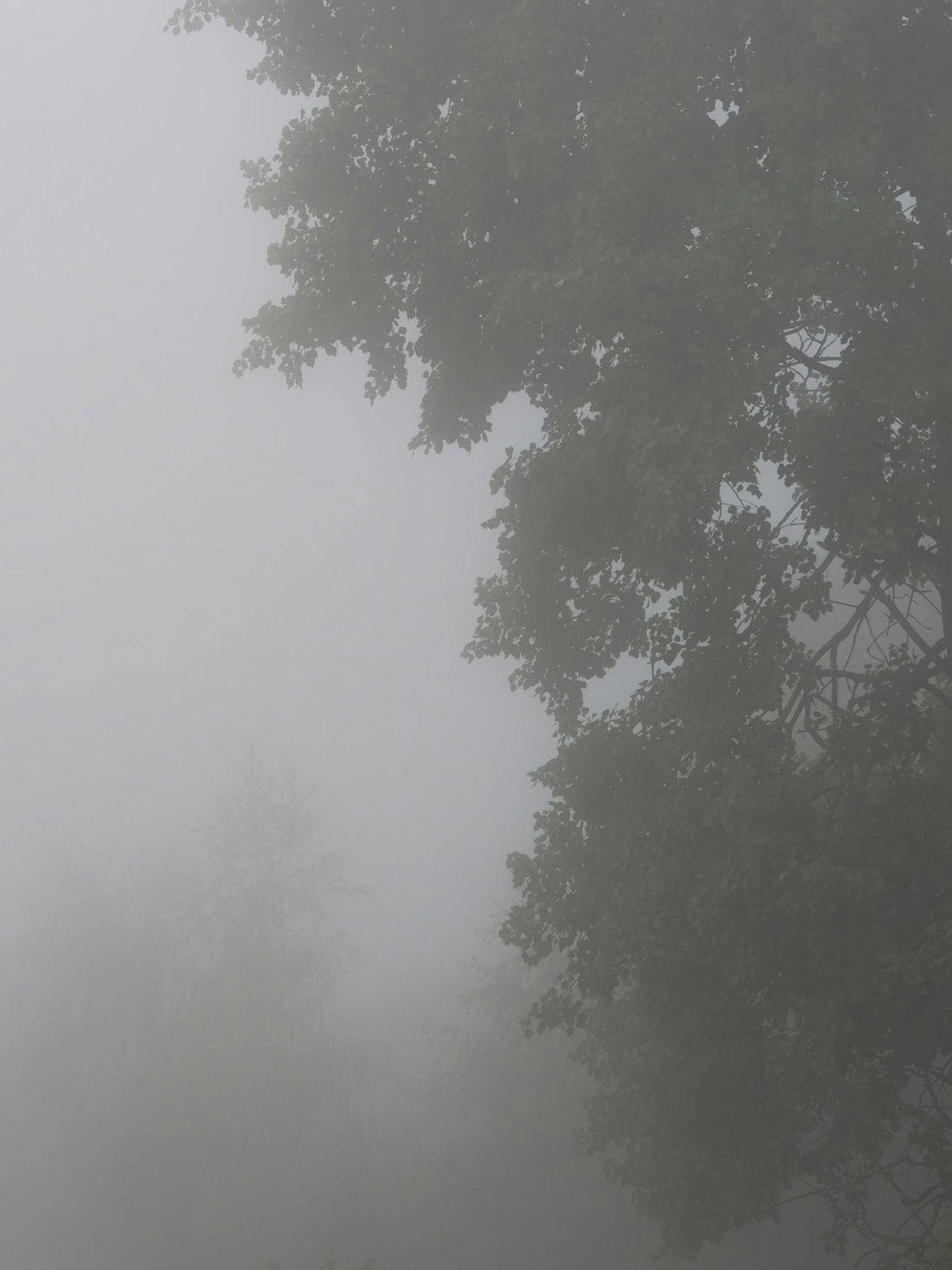 a tree with fog around it
