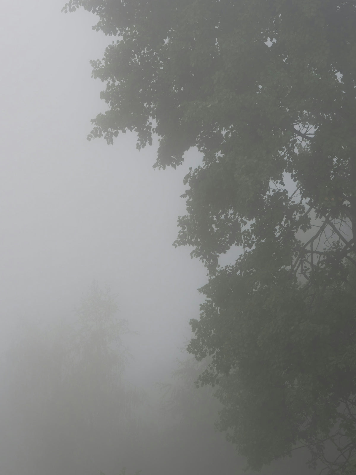 a tree with fog around it
