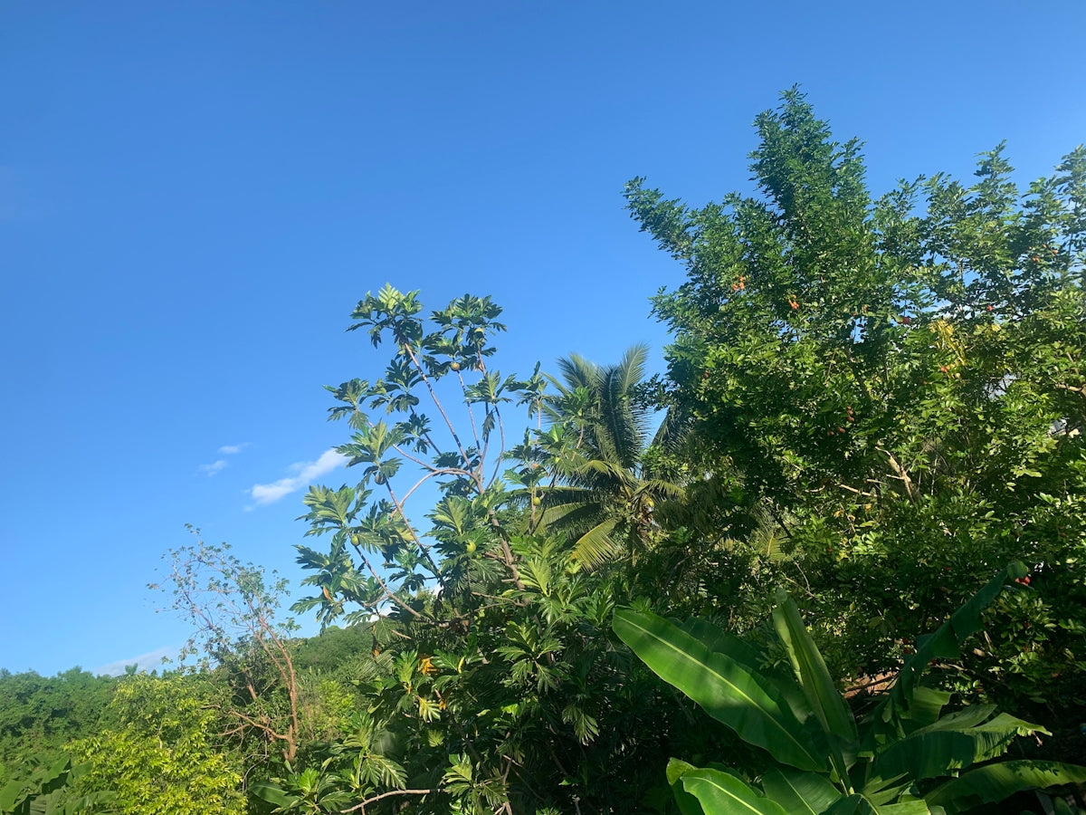 a group of trees