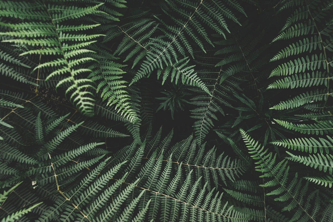 a close up of a green plant with lots of leaves