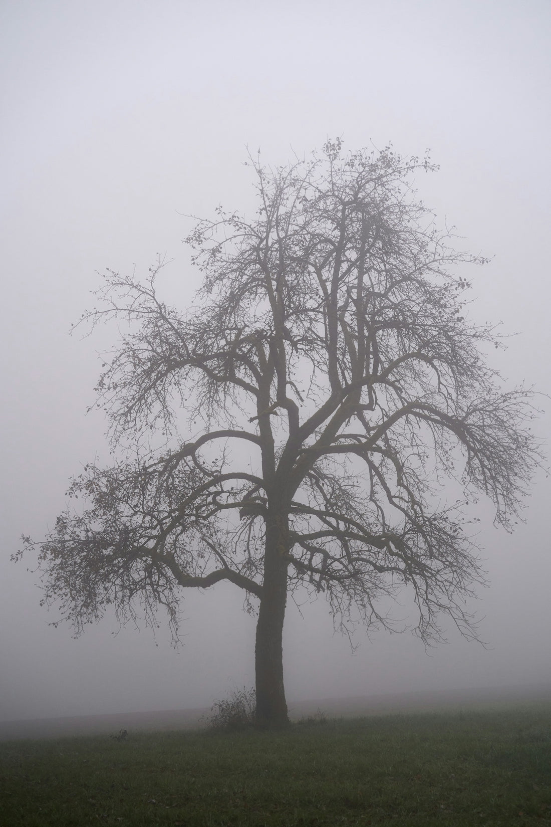 a lone tree in a field on a foggy day