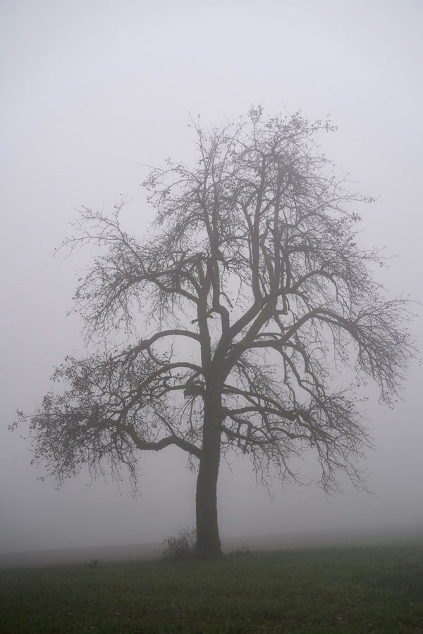 a lone tree in a field on a foggy day