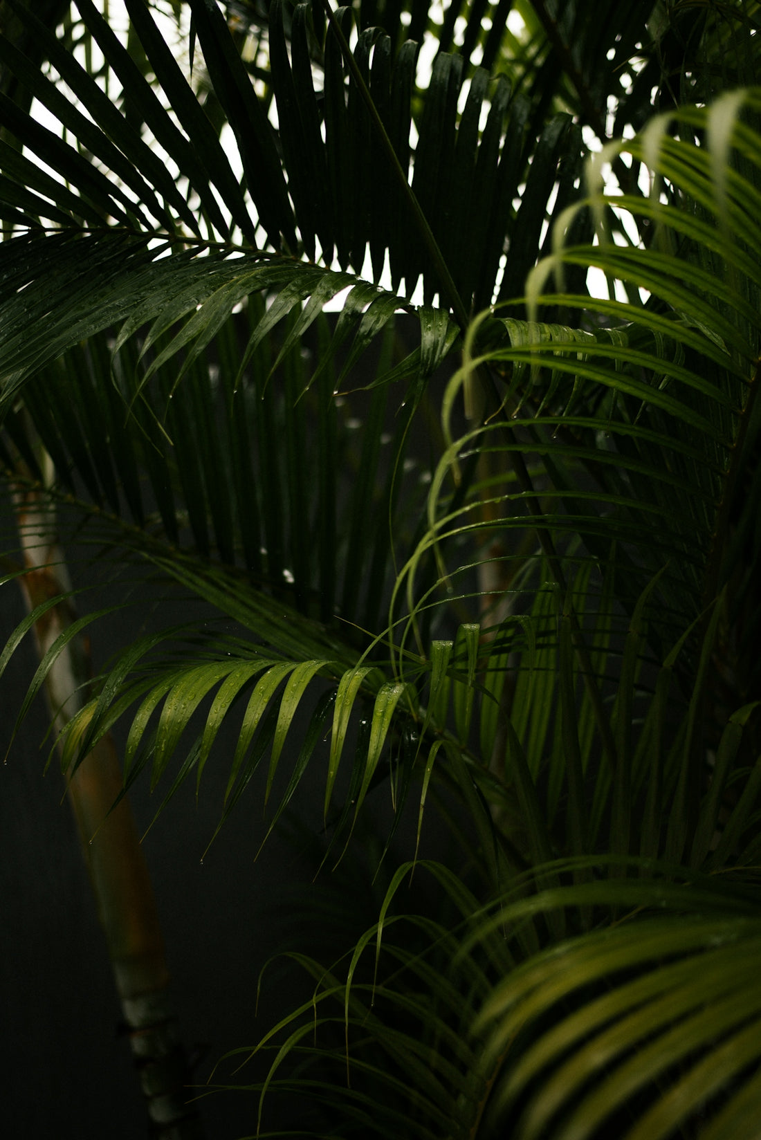 a close up of a palm tree with lots of leaves