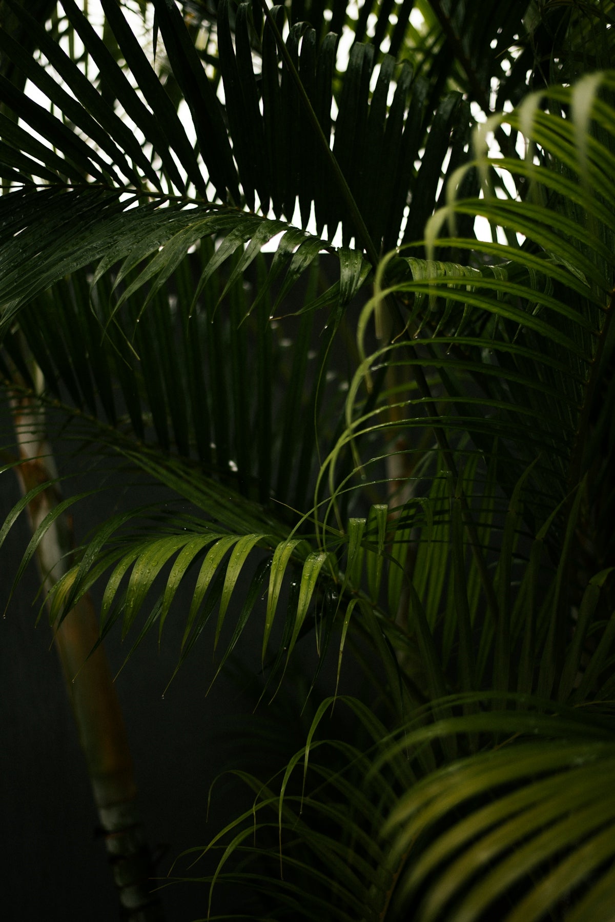 a close up of a palm tree with lots of leaves
