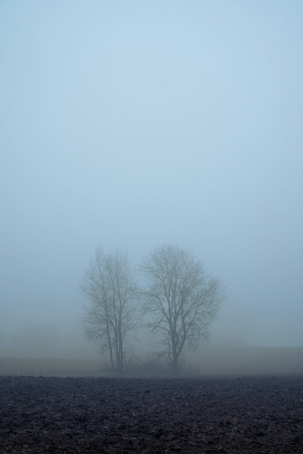 a foggy field with three trees in the distance