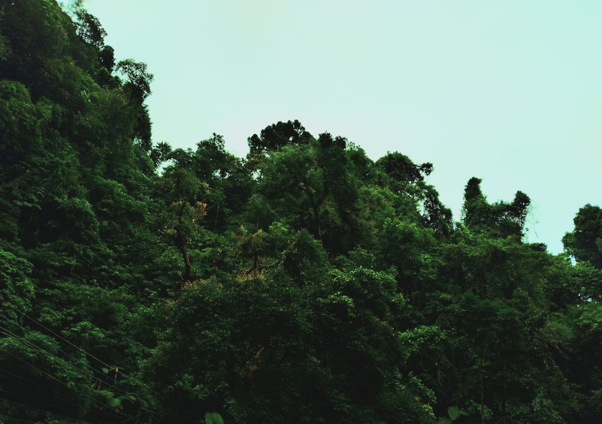 A bird flying over a lush green forest