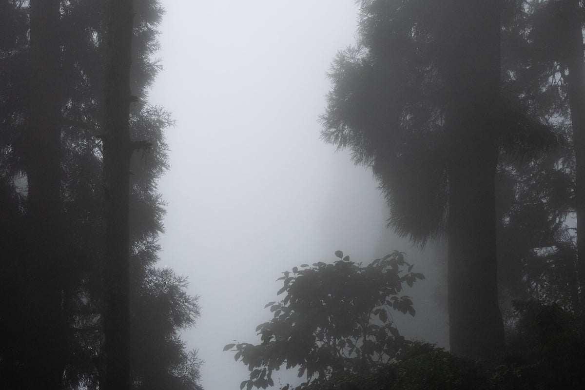 Trees and fog create an eerie, mysterious scene.