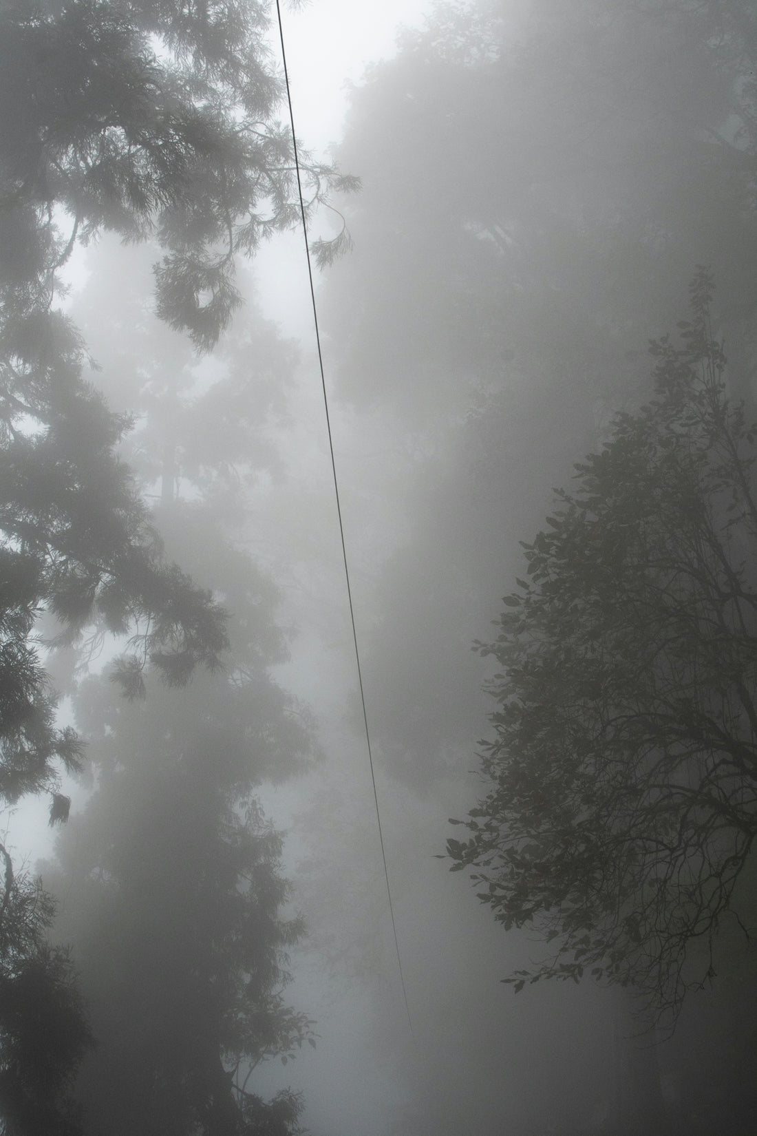 Foggy trees and a wire disappear into the mist.